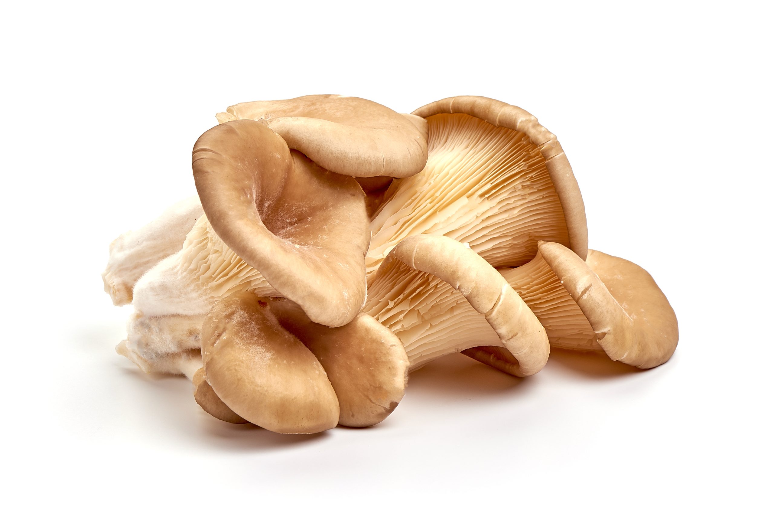 Kelly Oyster Mushroom foods that start with K